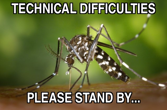 The tiger mosquito, Aedes albopictus, captioned by us.